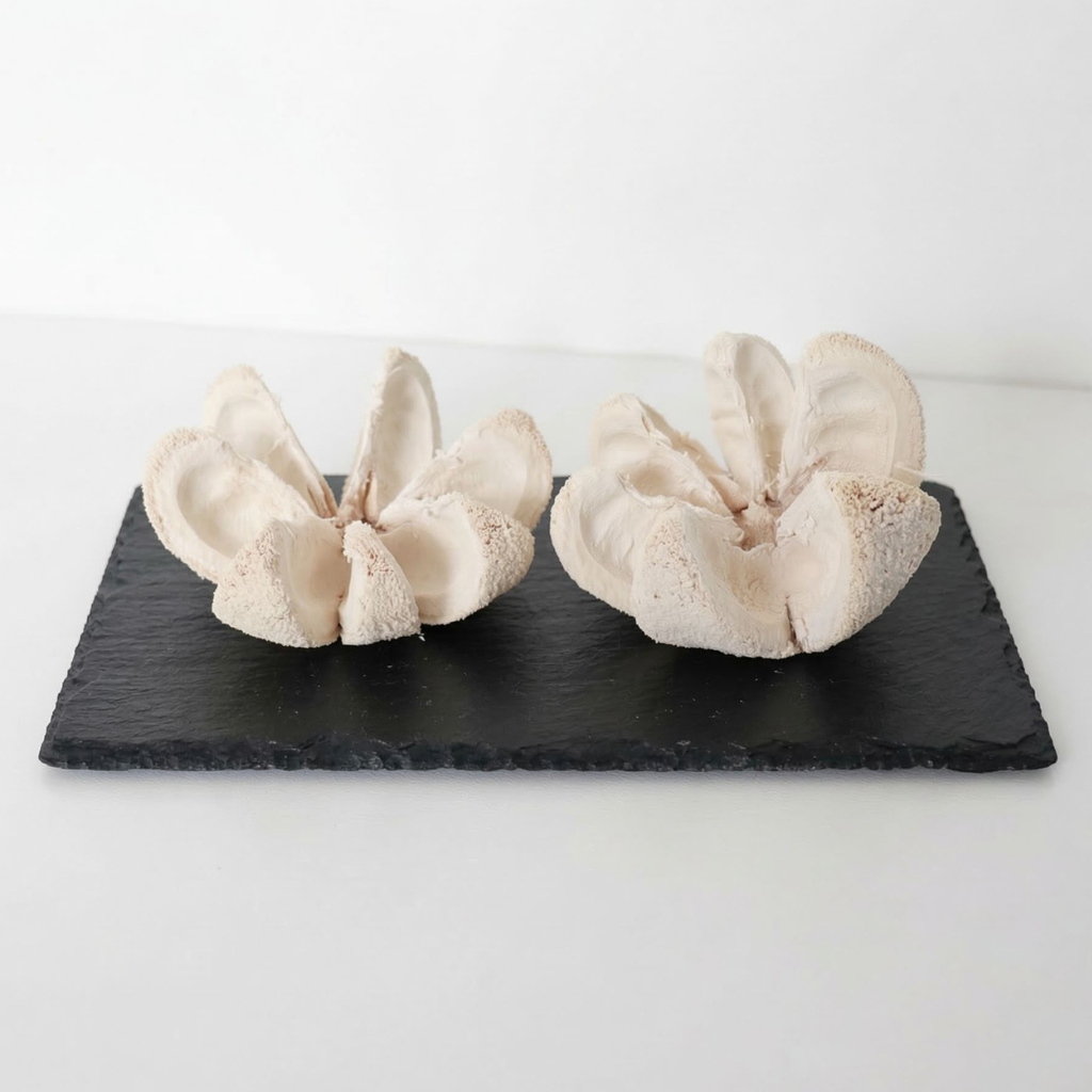 Bullet Flower – bělený, sušený přírodní dekorativní plod